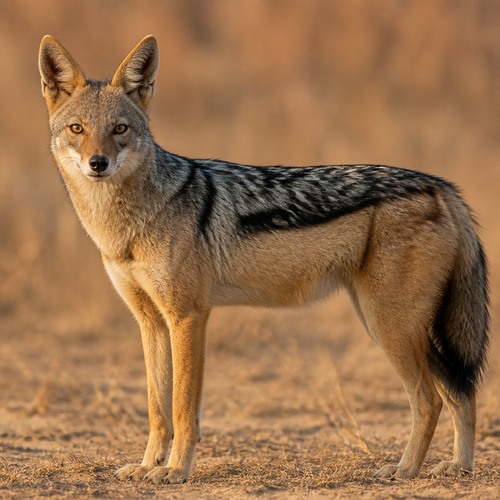 jackal