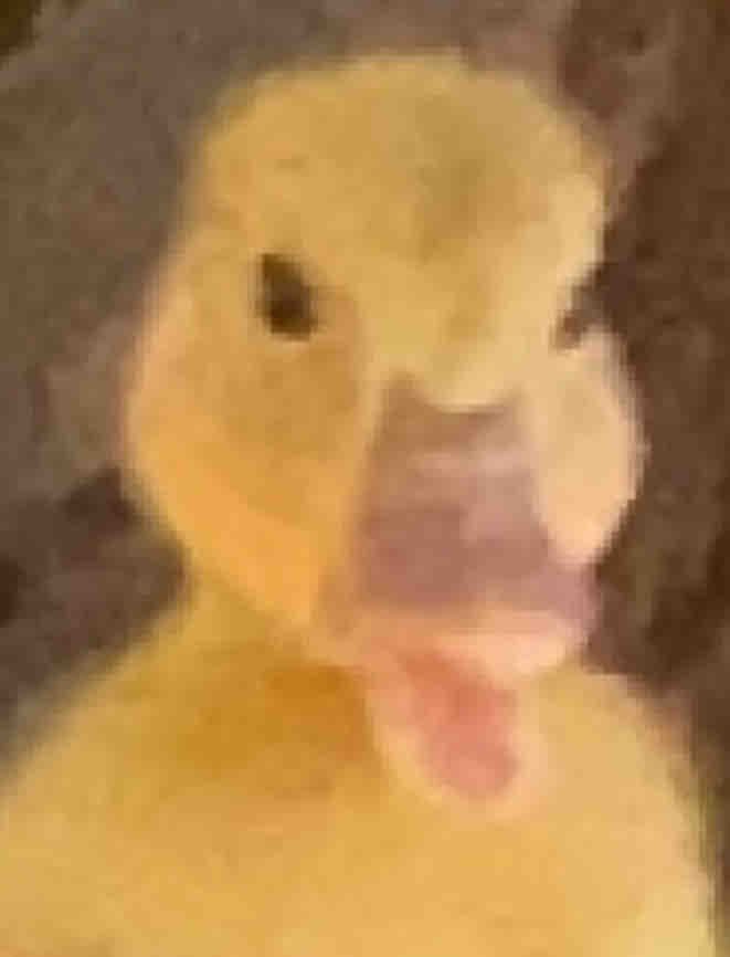 It’s duck